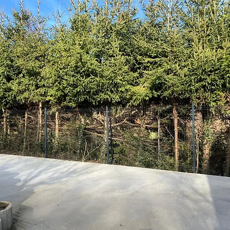 Borostyan Vendeghaz - * זלאגרסג