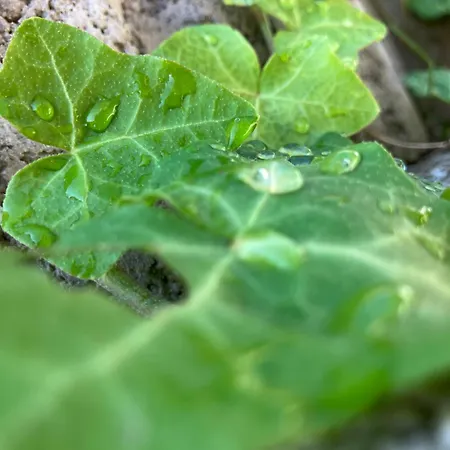 Borostyan Vendeghaz - בית נופש *