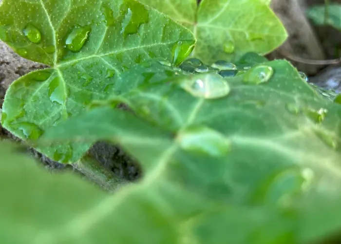 Borostyan Vendeghaz - Vakantiehuis *